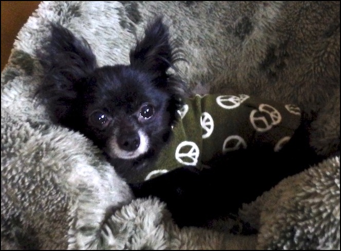 Long-haired Chihuahua in hoodie on bed